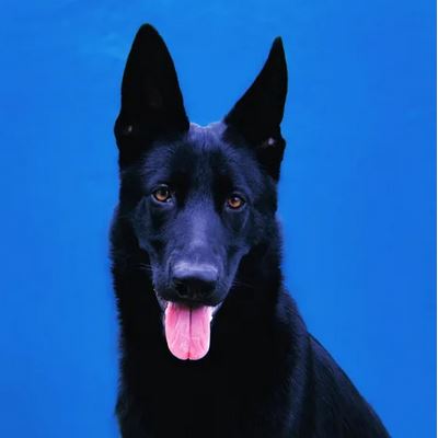 Elo Mito: recuento de videos y fotos chistosos de perros