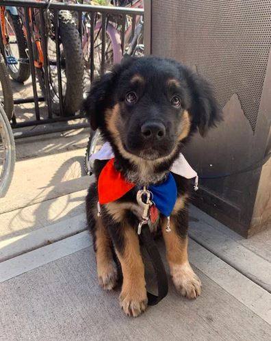 Elo Mito: recuento de videos y fotos chistosos de perros