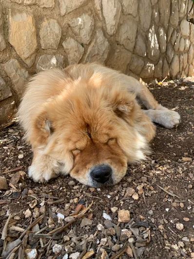 Elo Mito: recuento de videos y fotos chistosos de perros