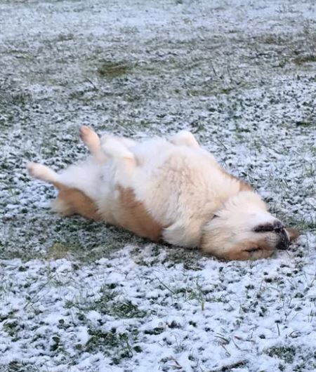 Elo Mito: recuento de videos y fotos chistosos de perros