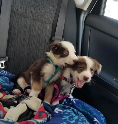 Elo Mito: recuento de videos y fotos chistosos de perros