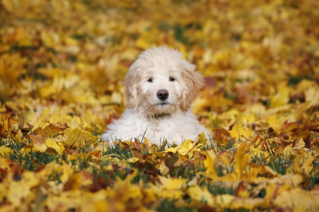 Elo Mito: recuento de videos y fotos chistosos de perros