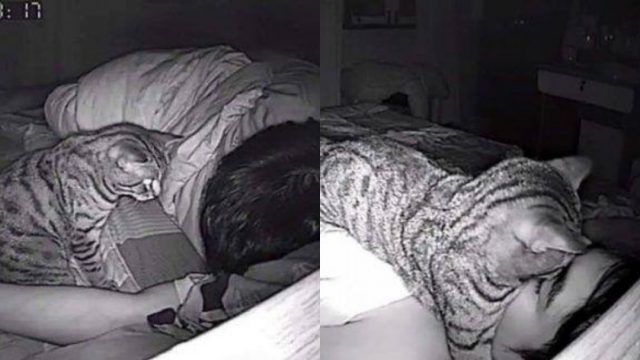 Foto: Gato trata de asfixiarlo mientras duerme. 28 de julio 2019