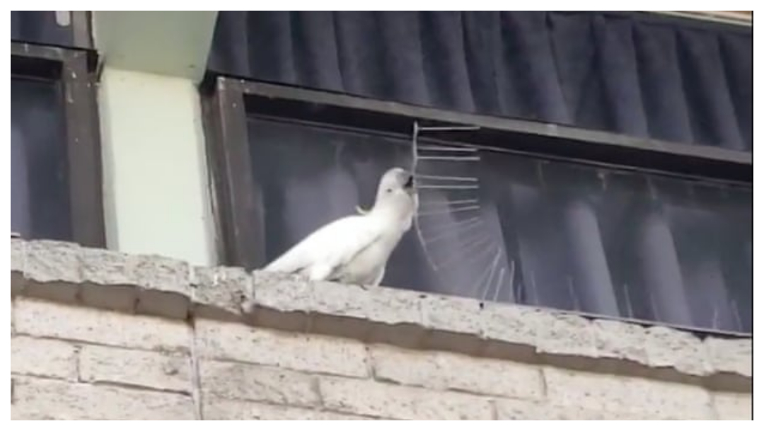 Cacatúa delincuente, Cacatúa ave inteligente, Cacatúa