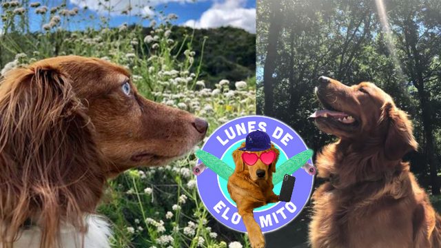 Elo Mito: recuento de videos y fotos chistosos de perros