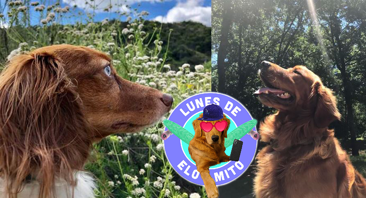 Elo Mito: recuento de videos y fotos chistosos de perros