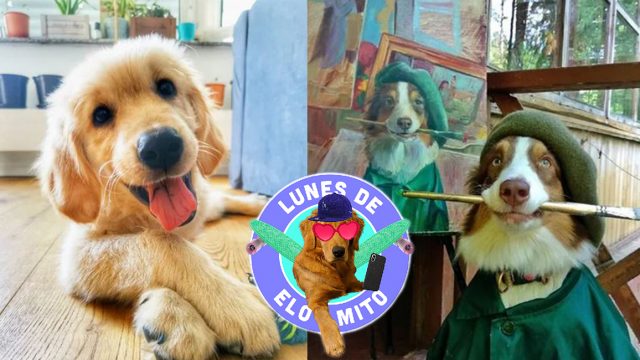 Elo Mito: recuento de videos y fotos chistosos de perros