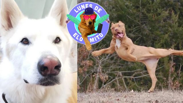 Elo Mito: recuento de videos y fotos chistosos de perros