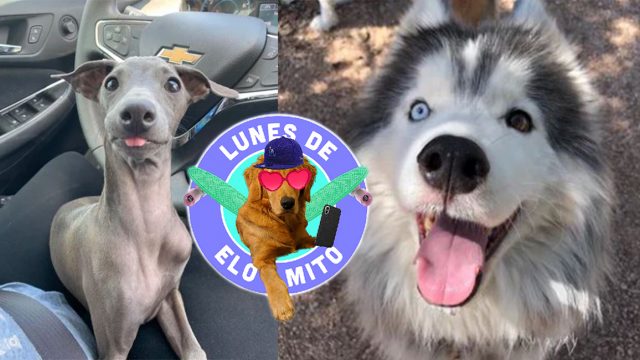 Elo Mito: recuento de videos y fotos chistosos de perros