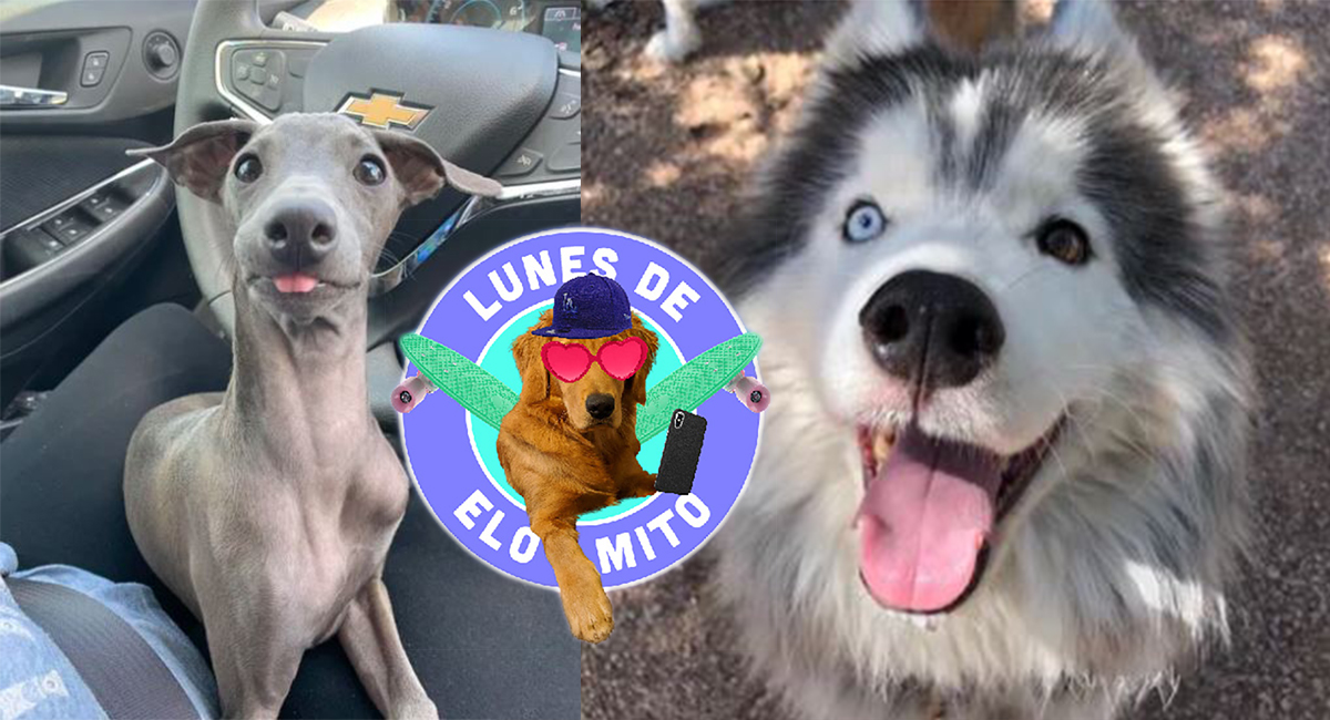 Elo Mito: recuento de videos y fotos chistosos de perros