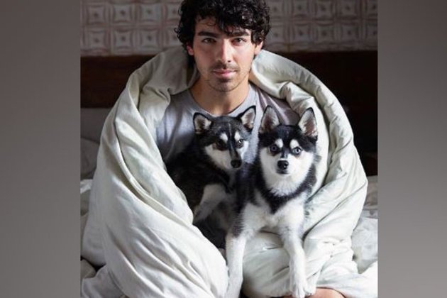 Muere atropella el perro de Joe Jonas y Sophie Turner