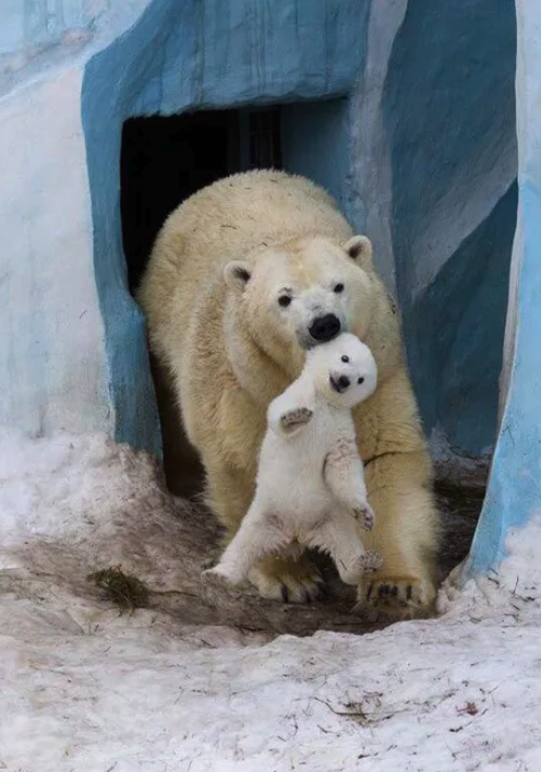 Viernes de animales: recuento semanal de videos y fotos