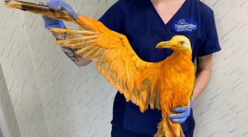 Viernes de animales: recuento semanal de videos y fotos