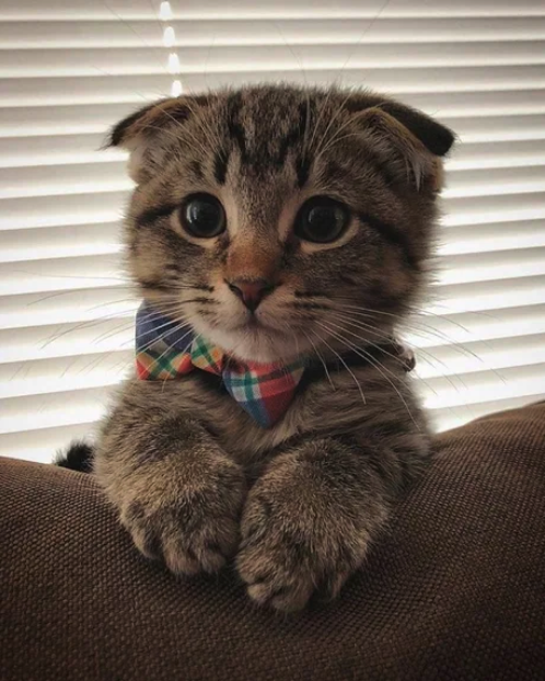 Viernes de animales: recuento semanal de videos y fotos