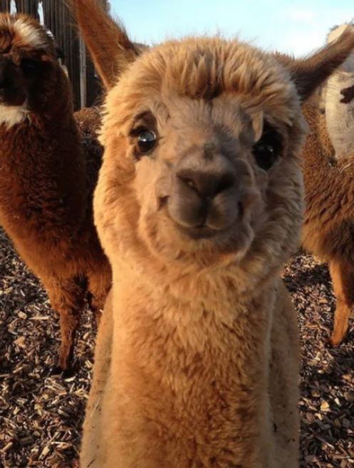 Viernes de animales: recuento semanal de videos y fotos