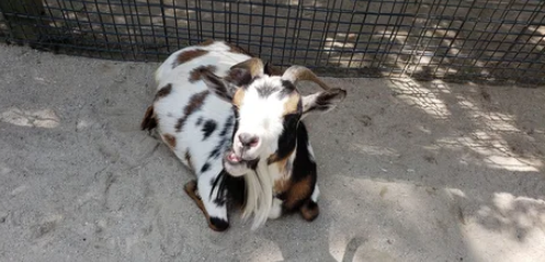 Viernes de animales: recuento semanal de videos y fotos