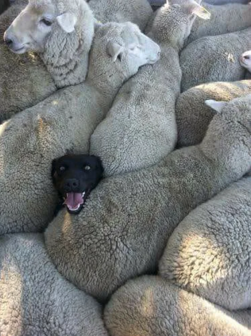 Viernes de animales: recuento semanal de videos y fotos