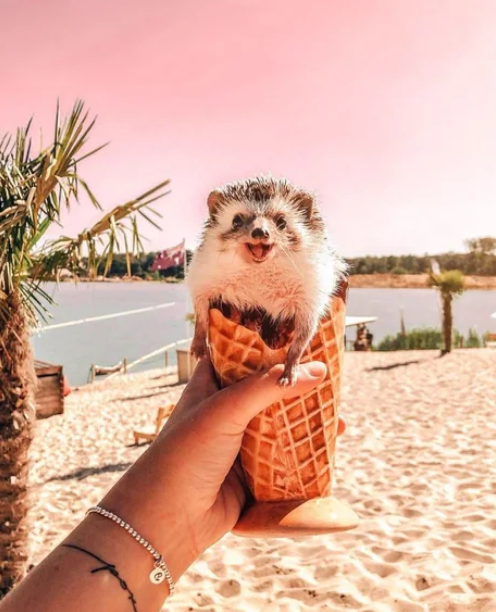 Viernes de animales: recuento semanal de videos y fotos