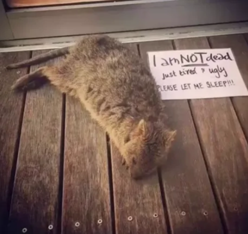 Viernes de animales: recuento semanal de videos y fotos