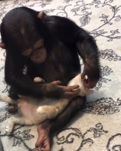 Viernes de animales: recuento semanal de videos y fotos