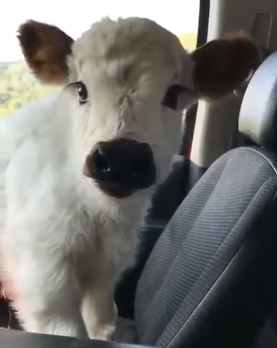 Viernes de animales: recuento semanal de videos y fotos
