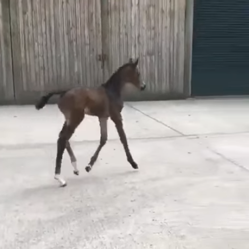 Viernes de animales: recuento semanal de videos y fotos