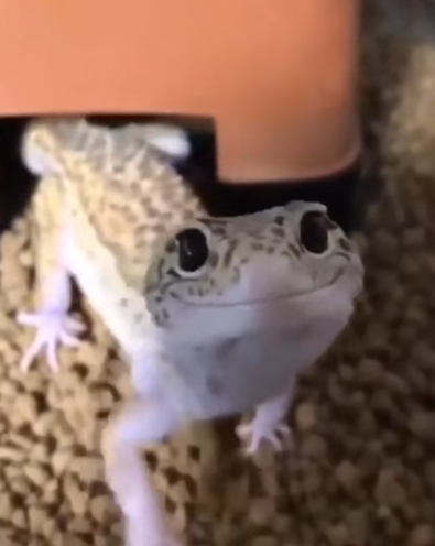 Viernes de animales: recuento semanal de videos y fotos