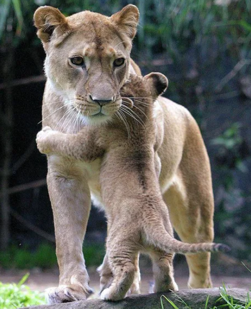 Viernes de animales: recuento semanal de videos y fotos