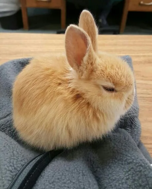 Viernes de animales: recuento semanal de videos y fotos