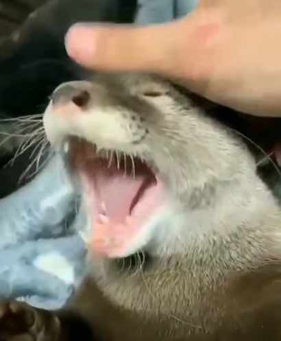 Viernes de animales: recuento semanal de videos y fotosViernes de animales: recuento semanal de videos y fotos