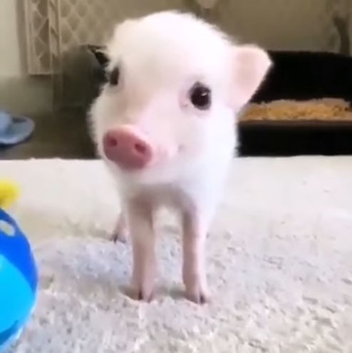 Viernes de animales: recuento semanal de videos y fotos