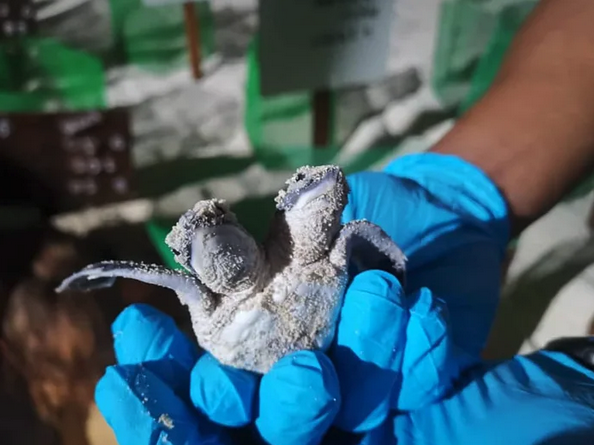 Viernes de animales: recuento semanal de videos y fotos