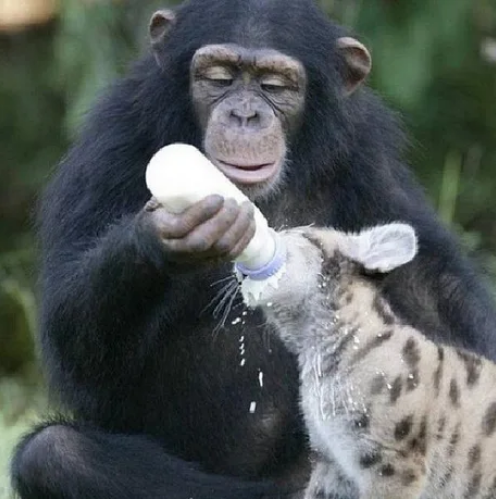 Viernes de animales: recuento semanal de videos y fotos