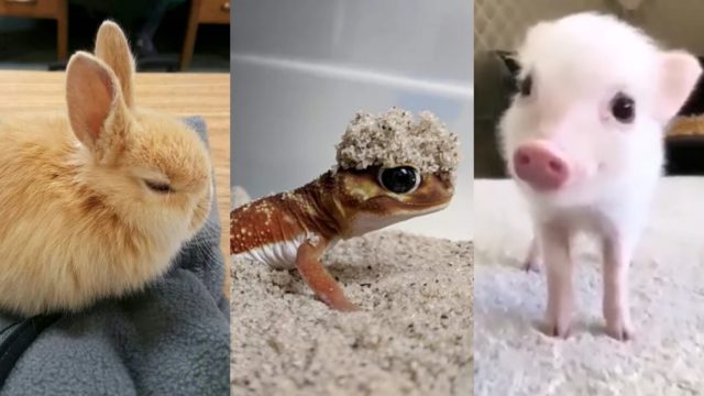 Viernes de animales: recuento semanal de videos y fotos