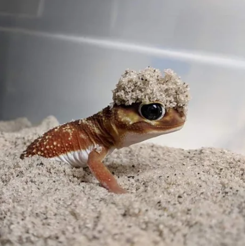 Viernes de animales: recuento semanal de videos y fotos