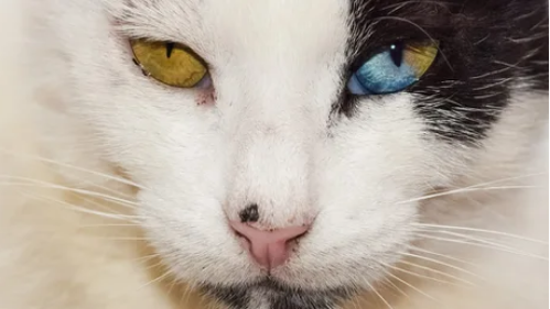 Viernes de animales: recuento semanal de videos y fotos