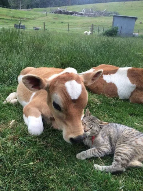 Viernes de animales: recuento semanal de videos y fotos