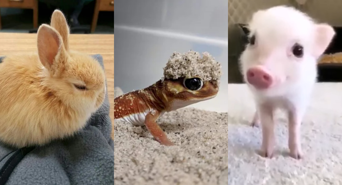 Viernes de animales: recuento semanal de videos y fotos