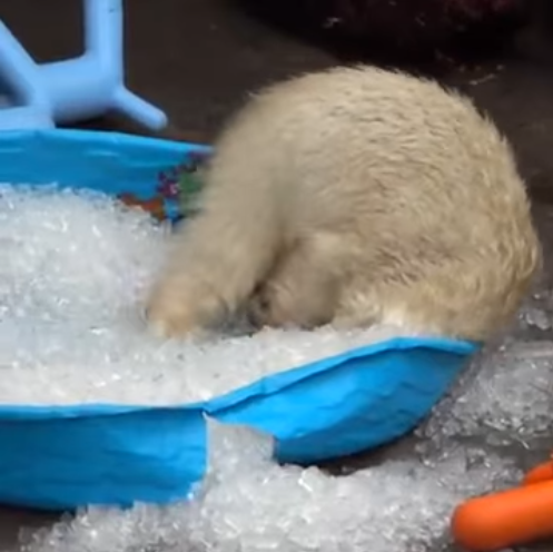 Viernes de animales: recuento semanal de videos y fotos