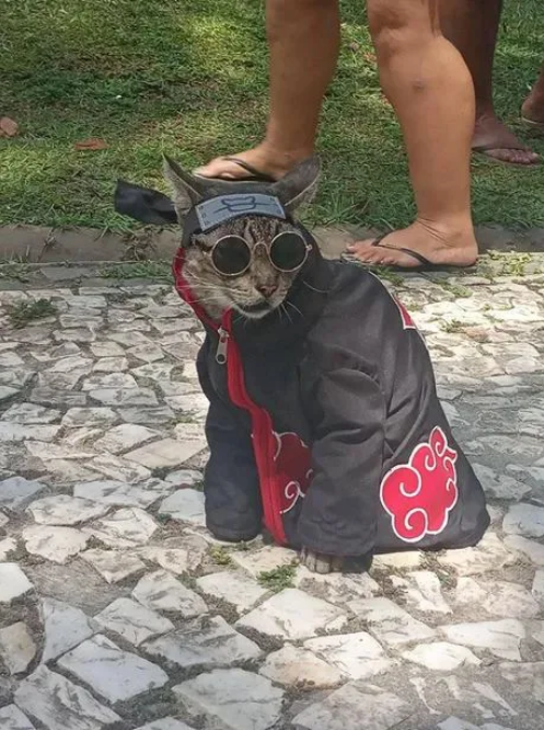 Viernes de animales: recuento semanal de videos y fotos