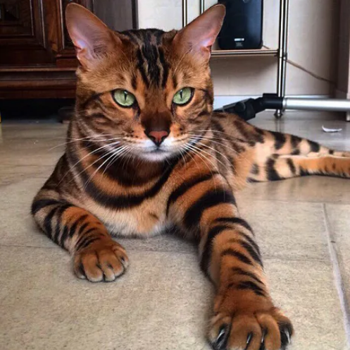Viernes de animales: recuento semanal de videos y fotos