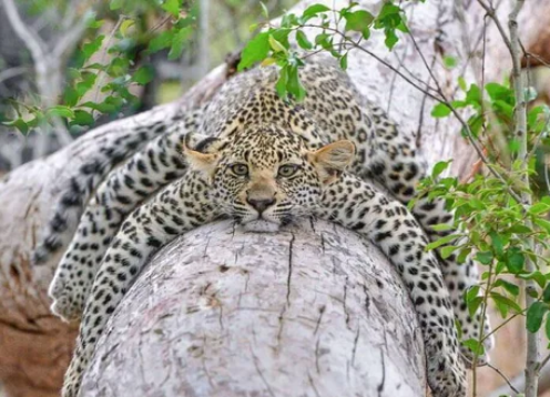 Viernes de animales: recuento semanal de videos y fotos
