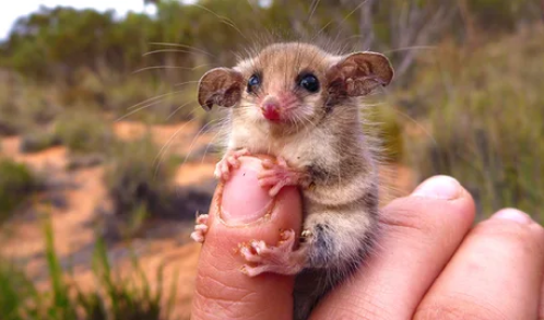 Viernes de animales: recuento semanal de videos y fotos