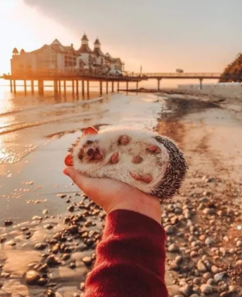Viernes de animales: recuento semanal de videos y fotos