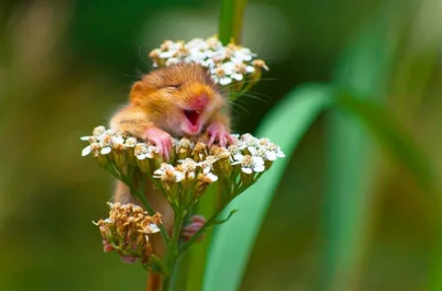 Viernes de animales: recuento semanal de videos y fotos