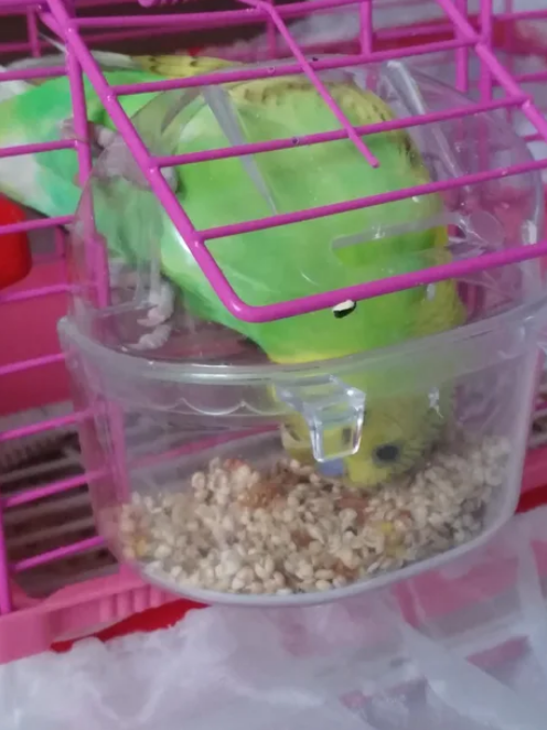 Viernes de animales: recuento semanal de videos y fotos