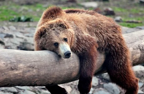 Viernes de animales: recuento semanal de videos y fotos