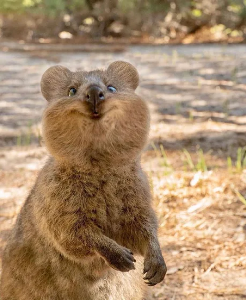 Viernes de animales: recuento semanal de videos y fotos