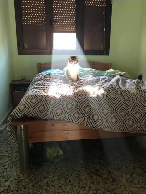 Viernes de animales: recuento semanal de videos y fotos