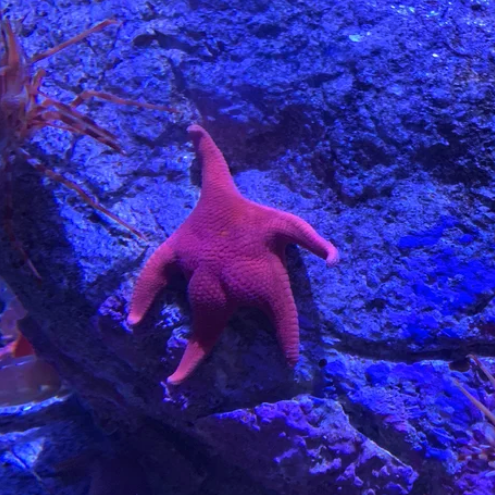 Viernes de animales: recuento semanal de videos y fotos